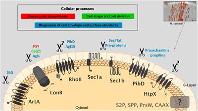 Proteolysis at the Archaeal Membrane: Advances on the Biological Function and Natural Targets of Membrane-Localized Proteases in Haloferax volcanii